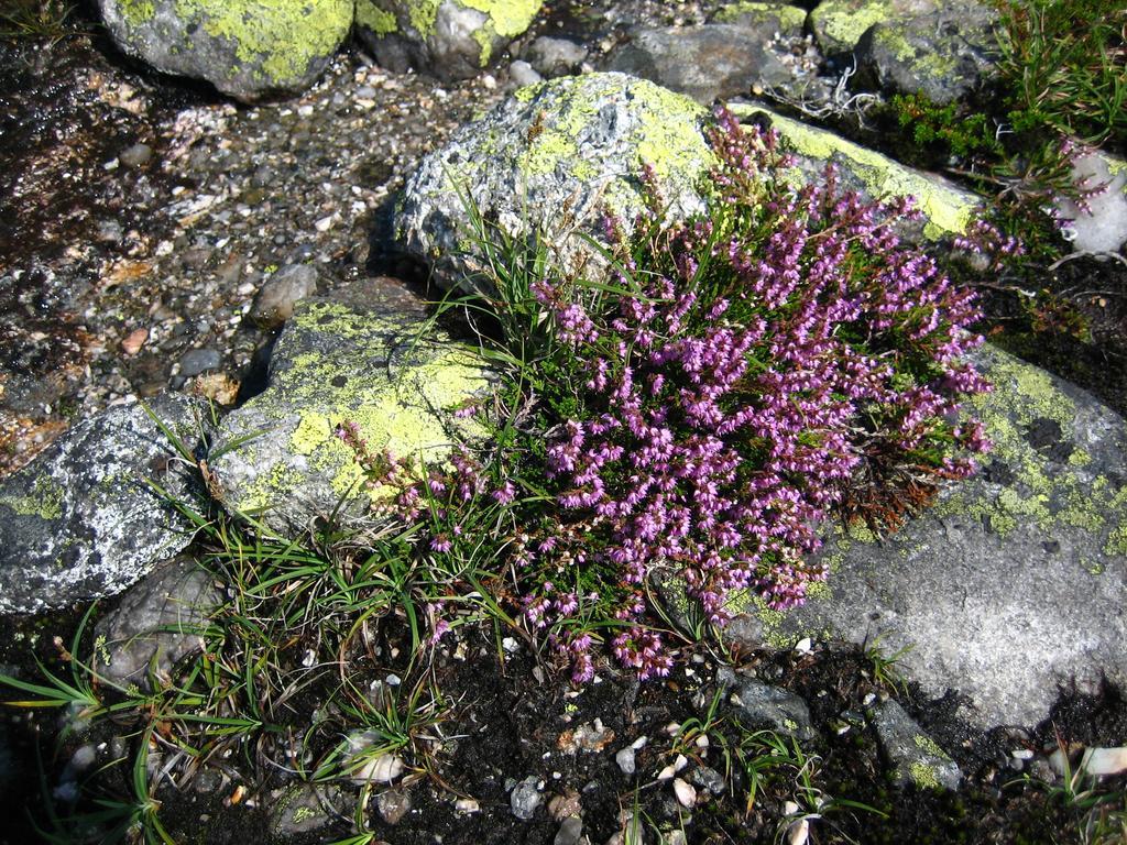 Norefjell - Storhytte Med Jacuzzi Og Fantastisk Beliggenhet Noresund Bagian luar foto